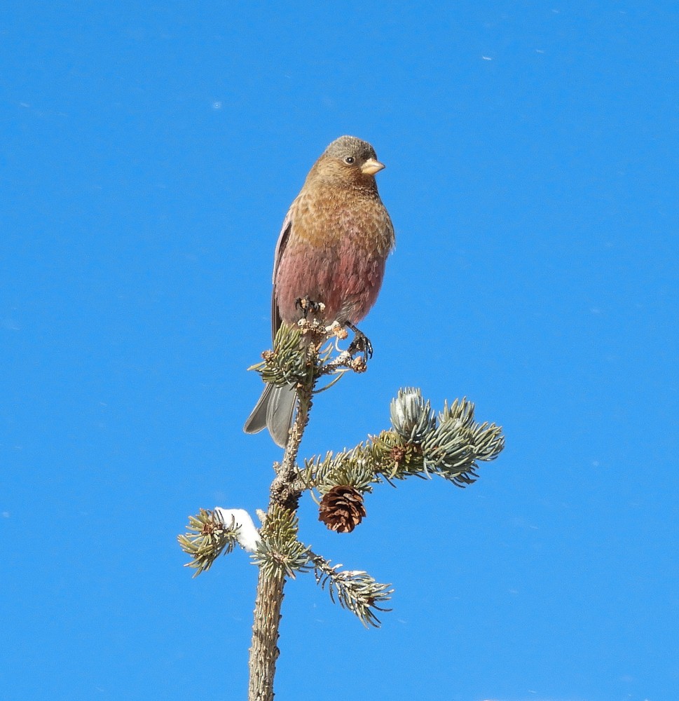 Brown-capped Rosy-Finch - ML82677561