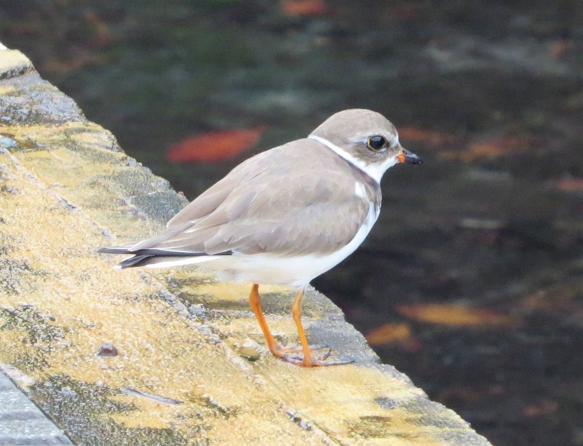 Semipalmated Plover - ML82678211