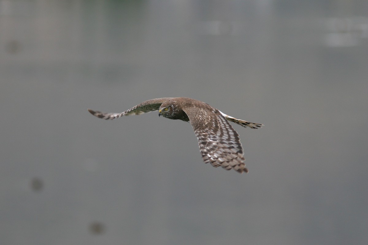 Cinereous Harrier - Markus Deutsch