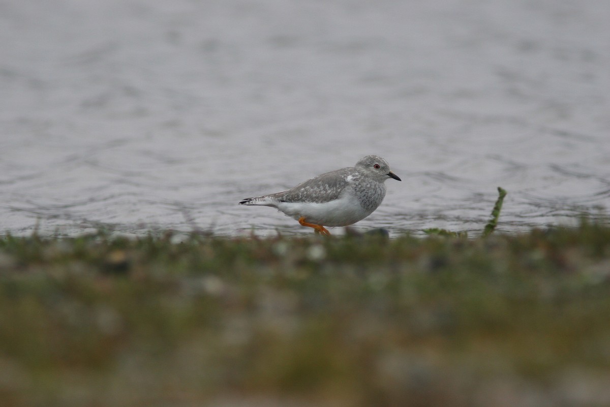 Magellanic Plover - Markus Deutsch