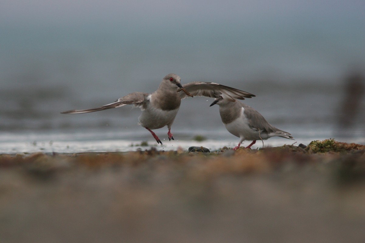 Magellanic Plover - ML82678551