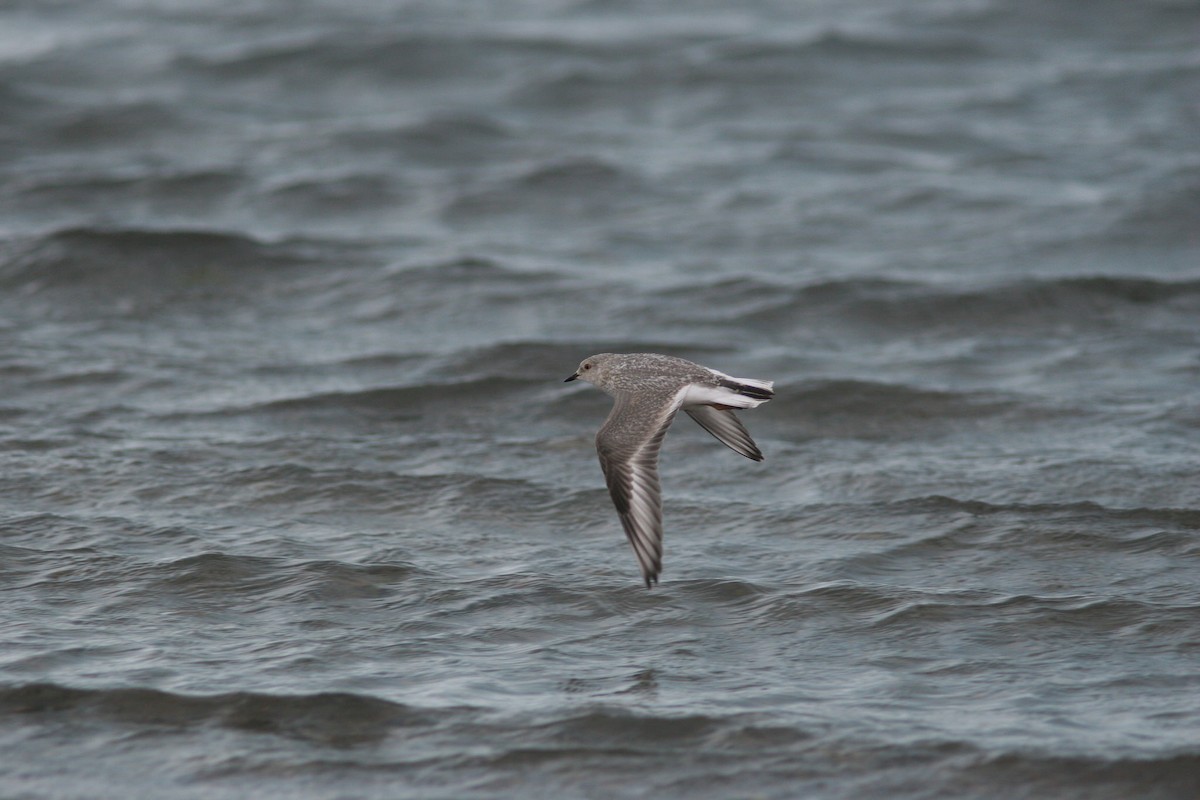 Magellanic Plover - ML82678591