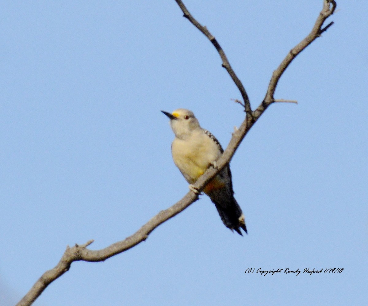 Golden-fronted Woodpecker - Randy Hesford