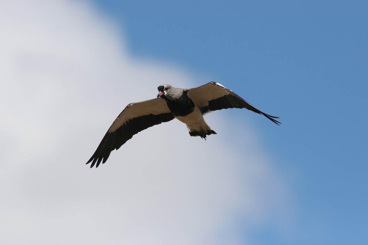 Southern Lapwing - ML82679051