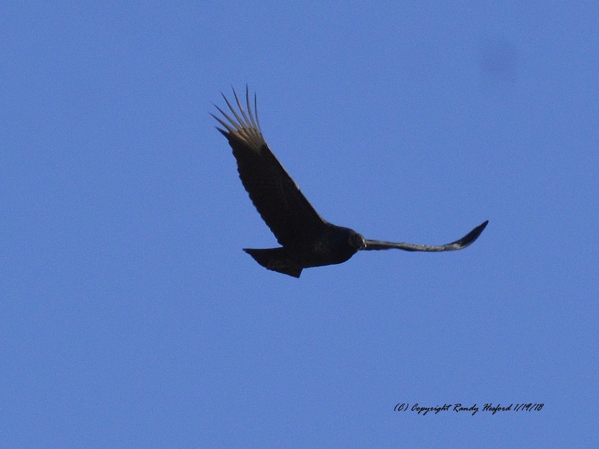 Black Vulture - ML82679461