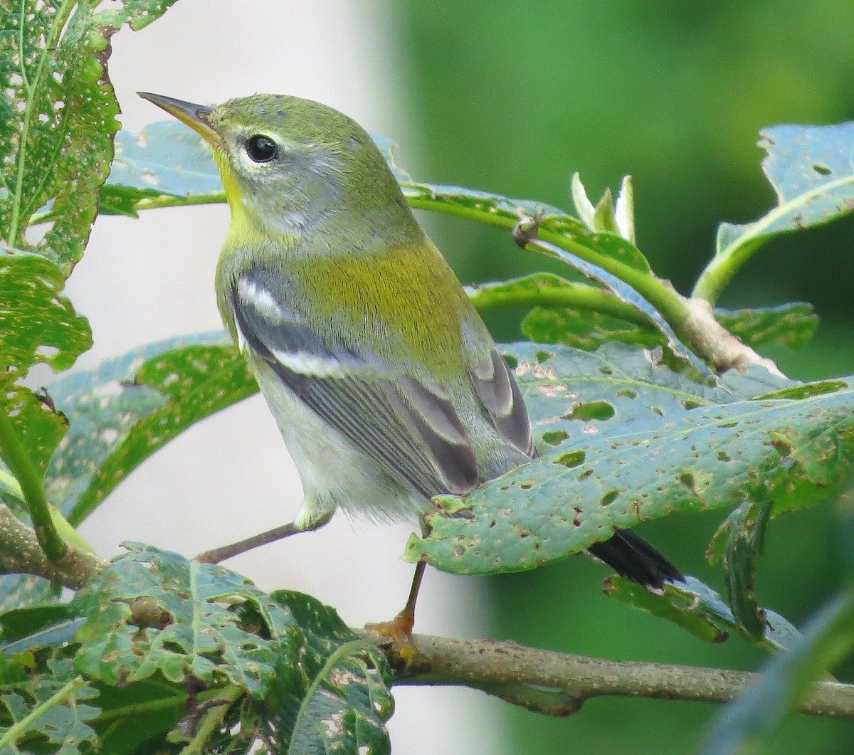 Northern Parula - Rafael Tosi