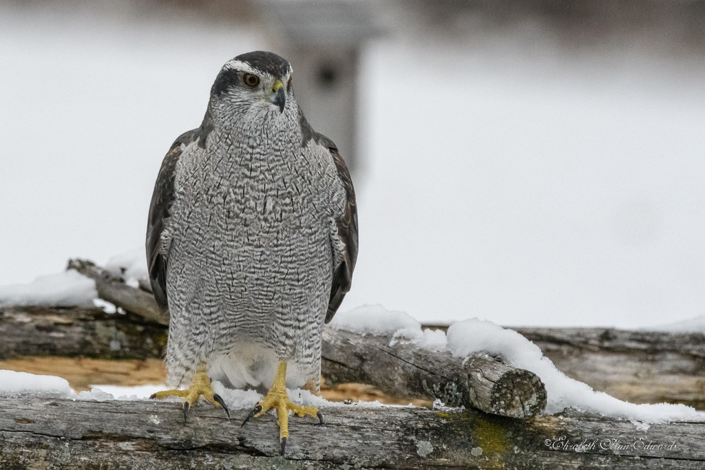 American Goshawk - ML82683151