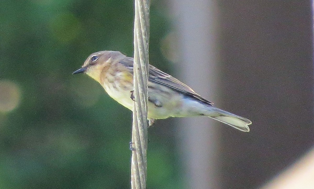 myrteparula - ML82683581