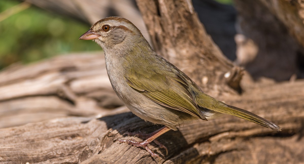 Olive Sparrow - Allen Irby