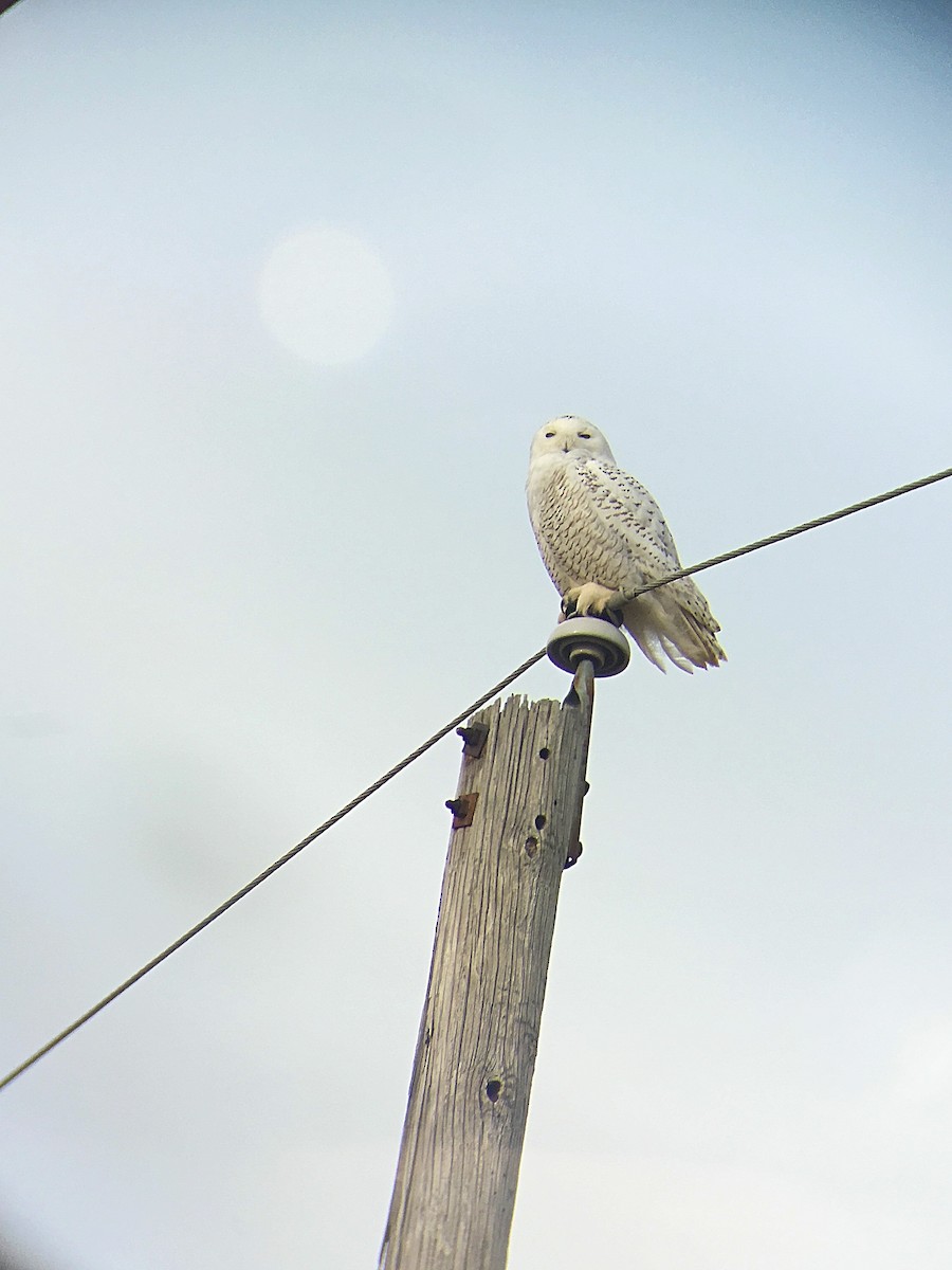 Snowy Owl - ML82684311