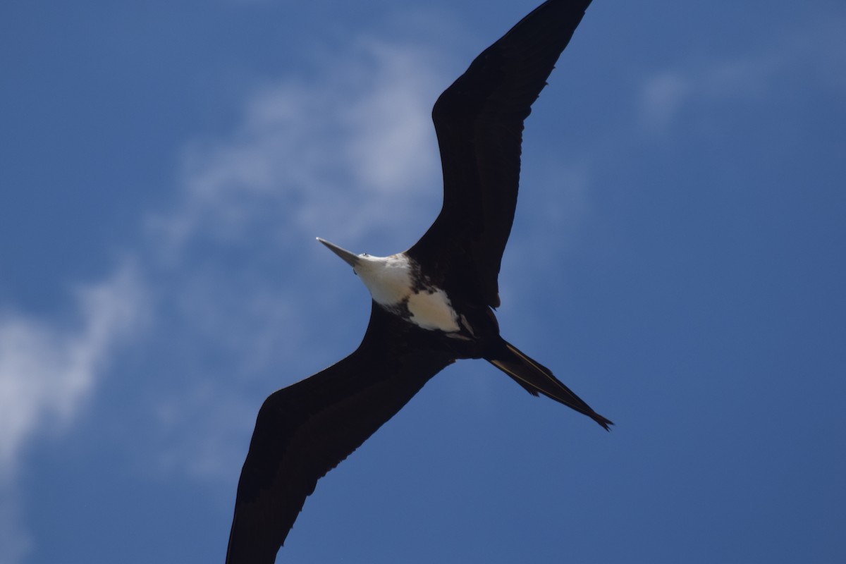 Magnificent Frigatebird - Luis Munoz