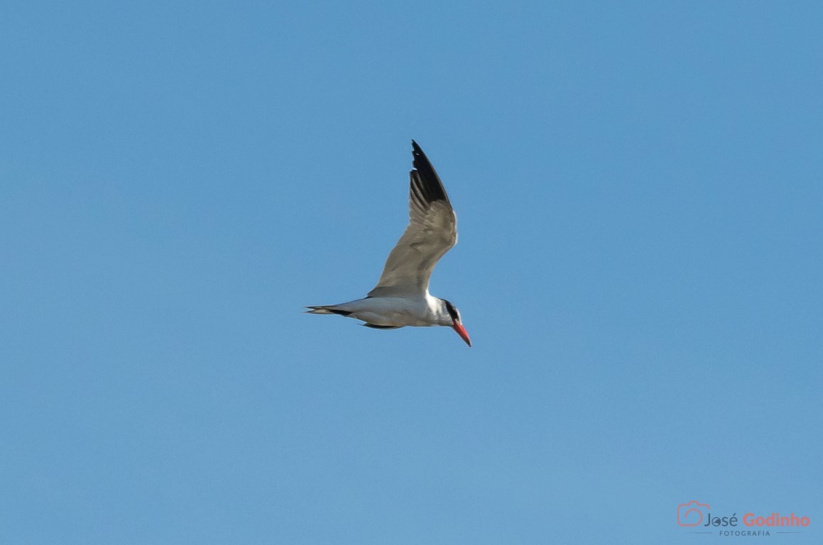 Caspian Tern - ML82686141