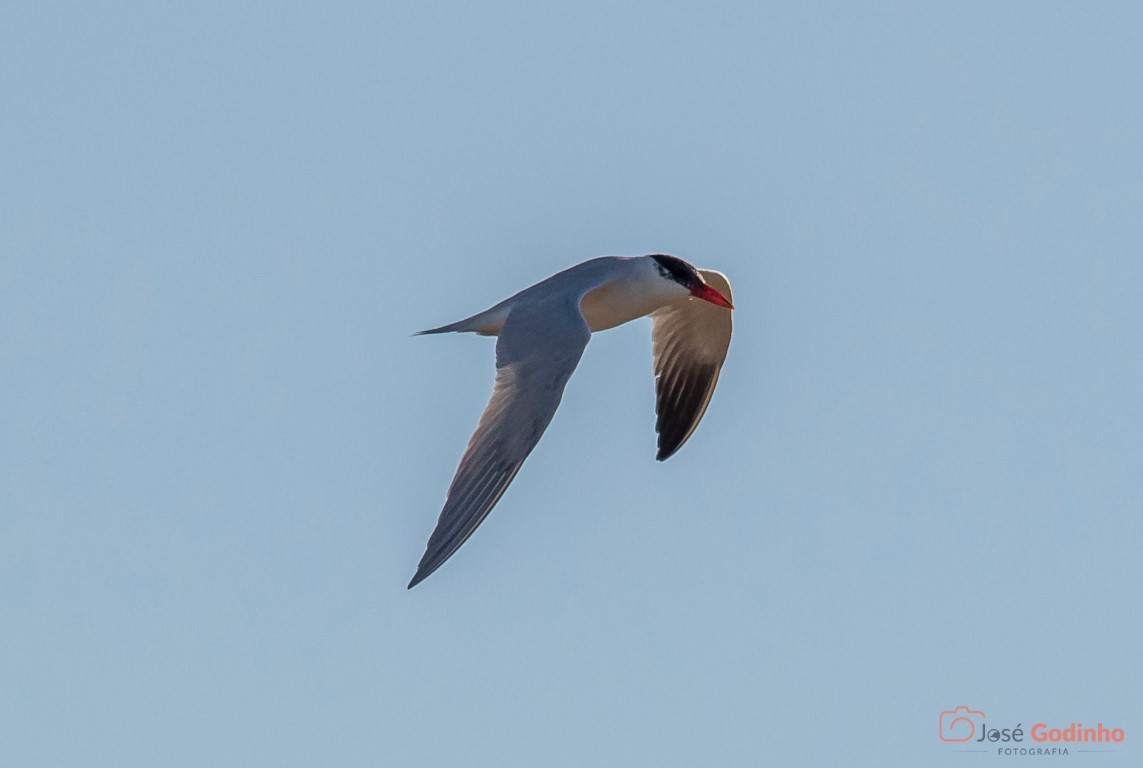 Caspian Tern - ML82686151