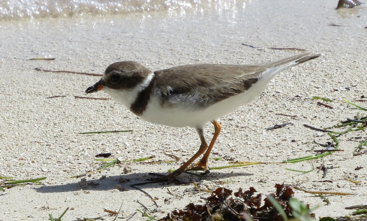 Semipalmated Plover - ML82689481