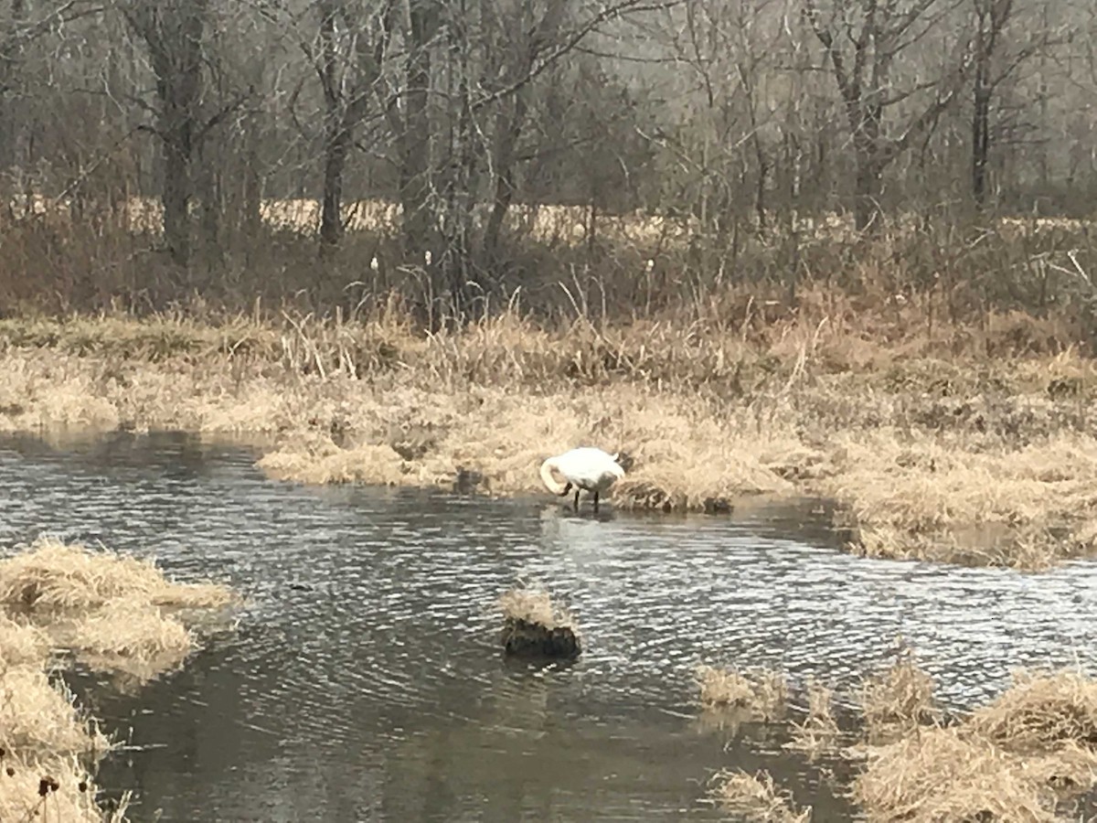 Trumpeter Swan - ML82689681