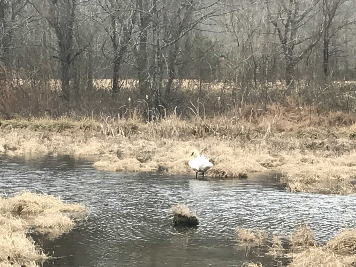 Trumpeter Swan - ML82689691
