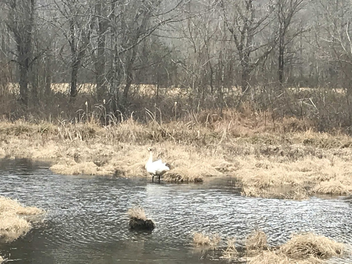 Trumpeter Swan - ML82689711