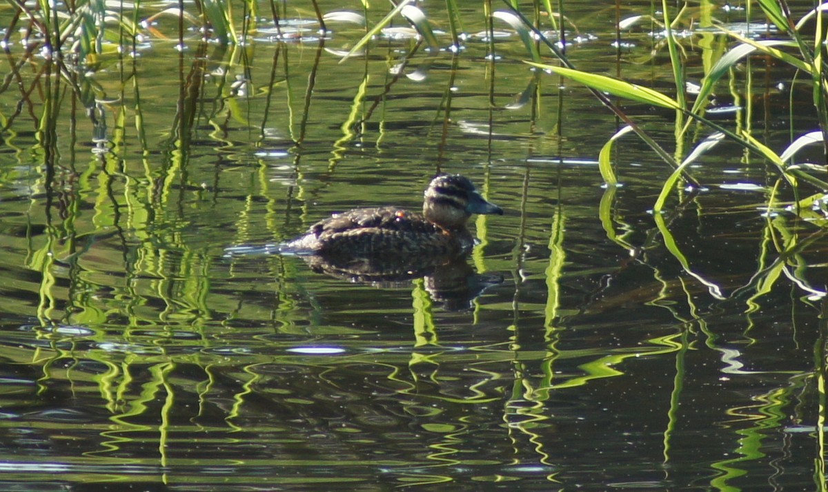 Masked Duck - ML82690841
