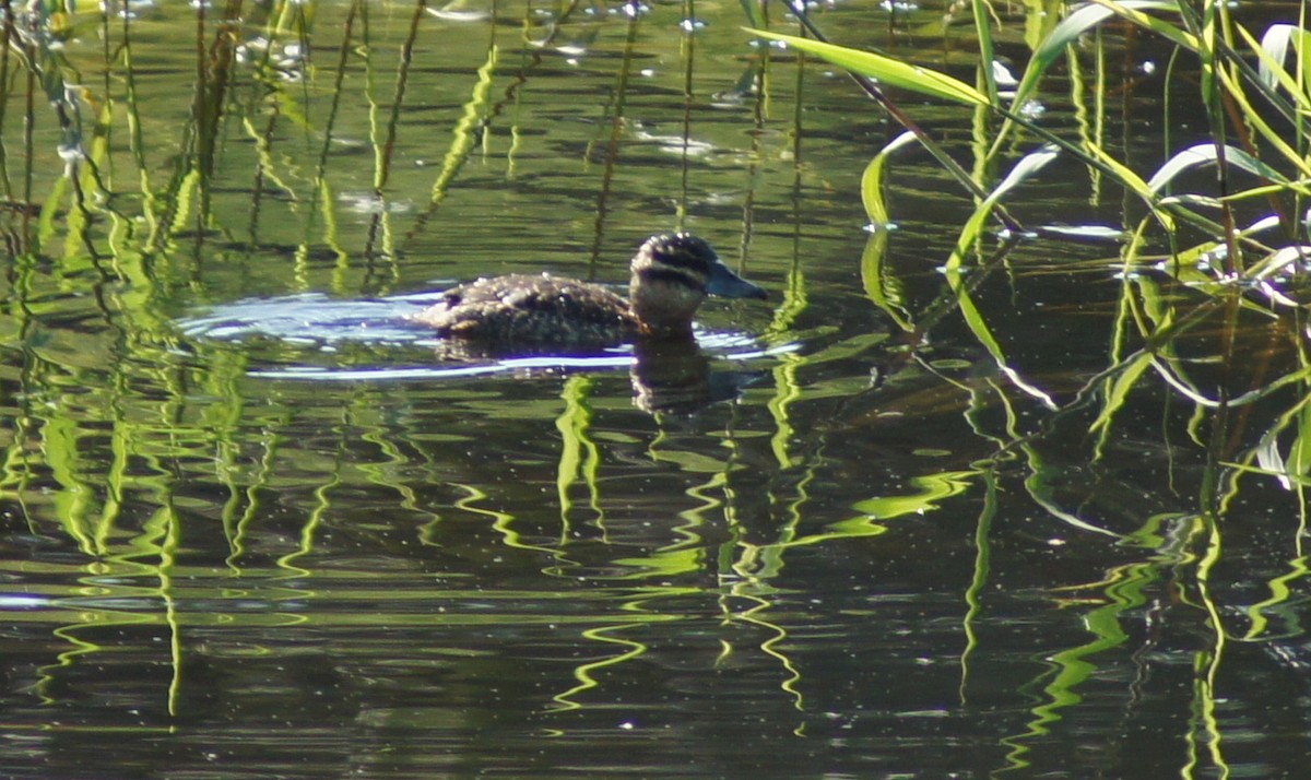 Masked Duck - ML82690881
