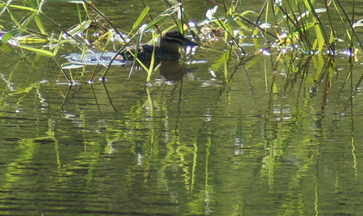 Masked Duck - ML82690891