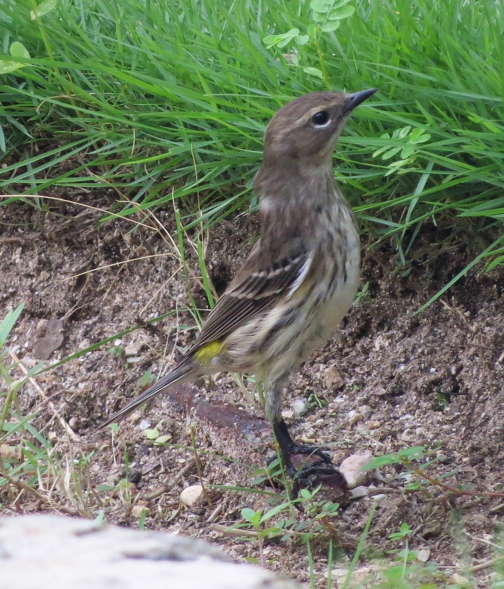 myrteparula - ML82690941