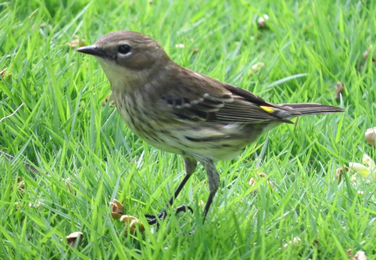 myrteparula - ML82690971