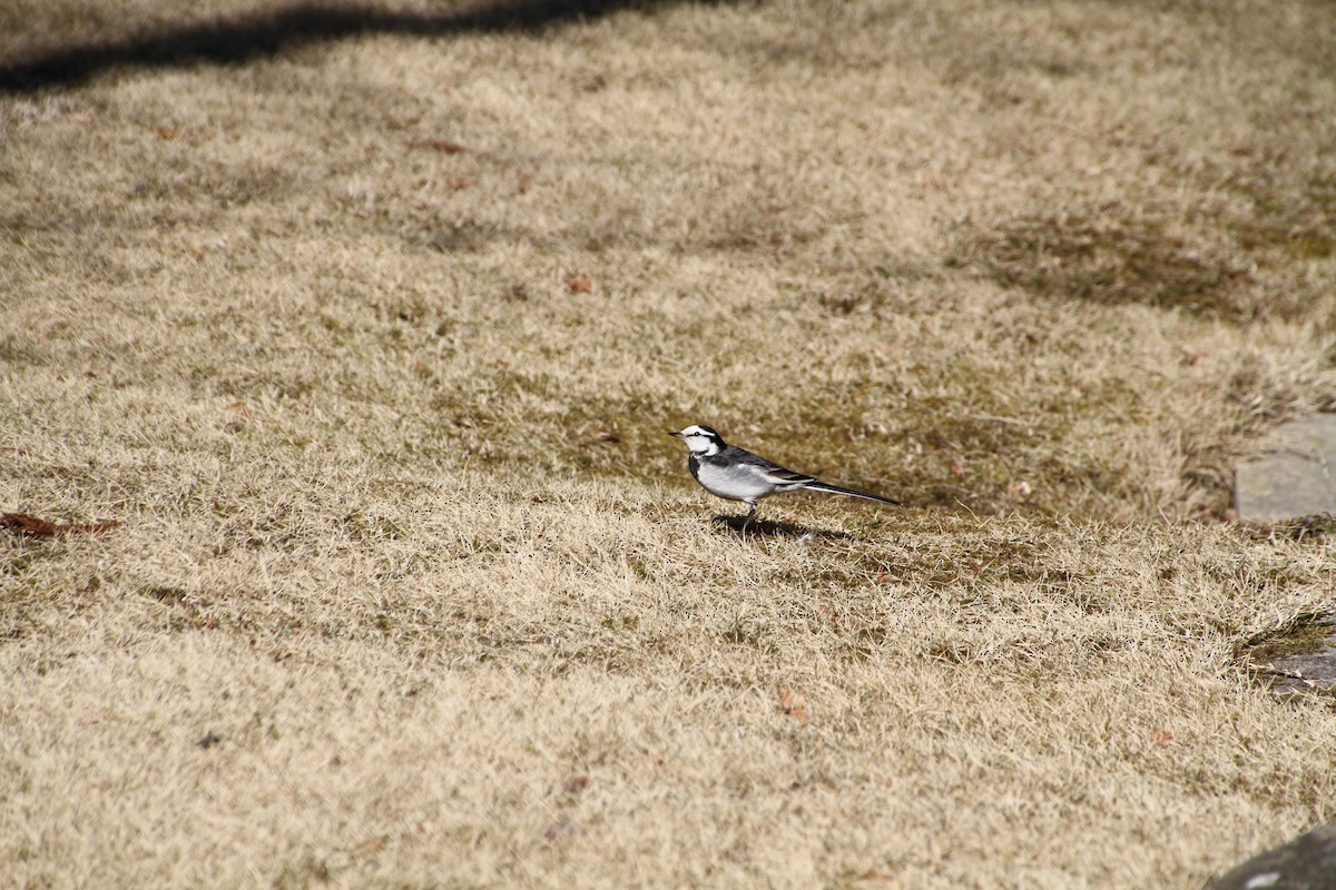 White Wagtail - ML82691661