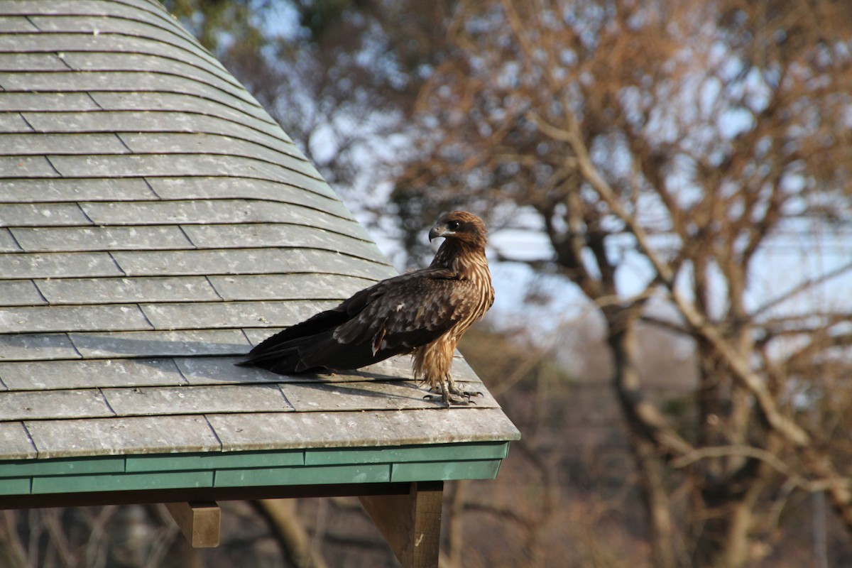 Black Kite - ML82692231