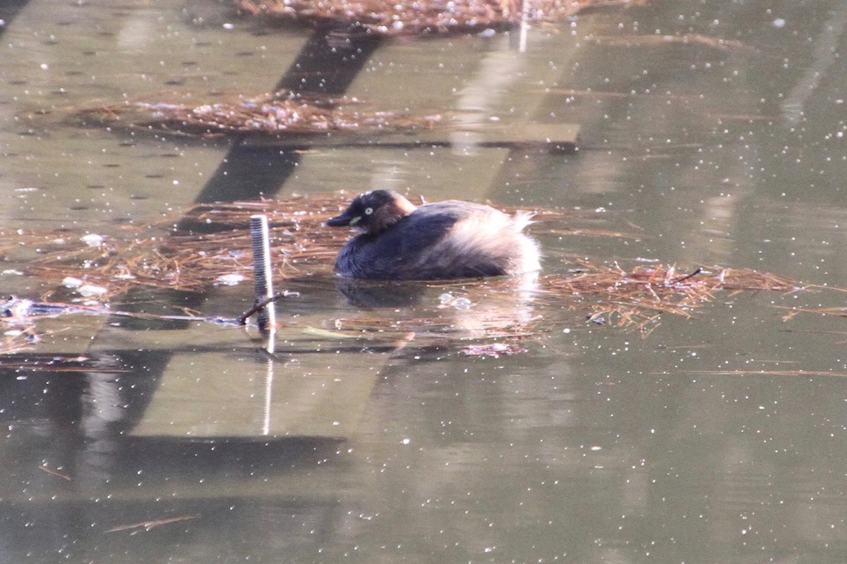 Little Grebe - ML82693001