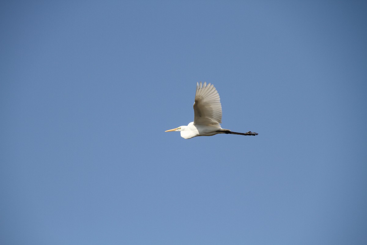 Great Egret - Kelly Siderio