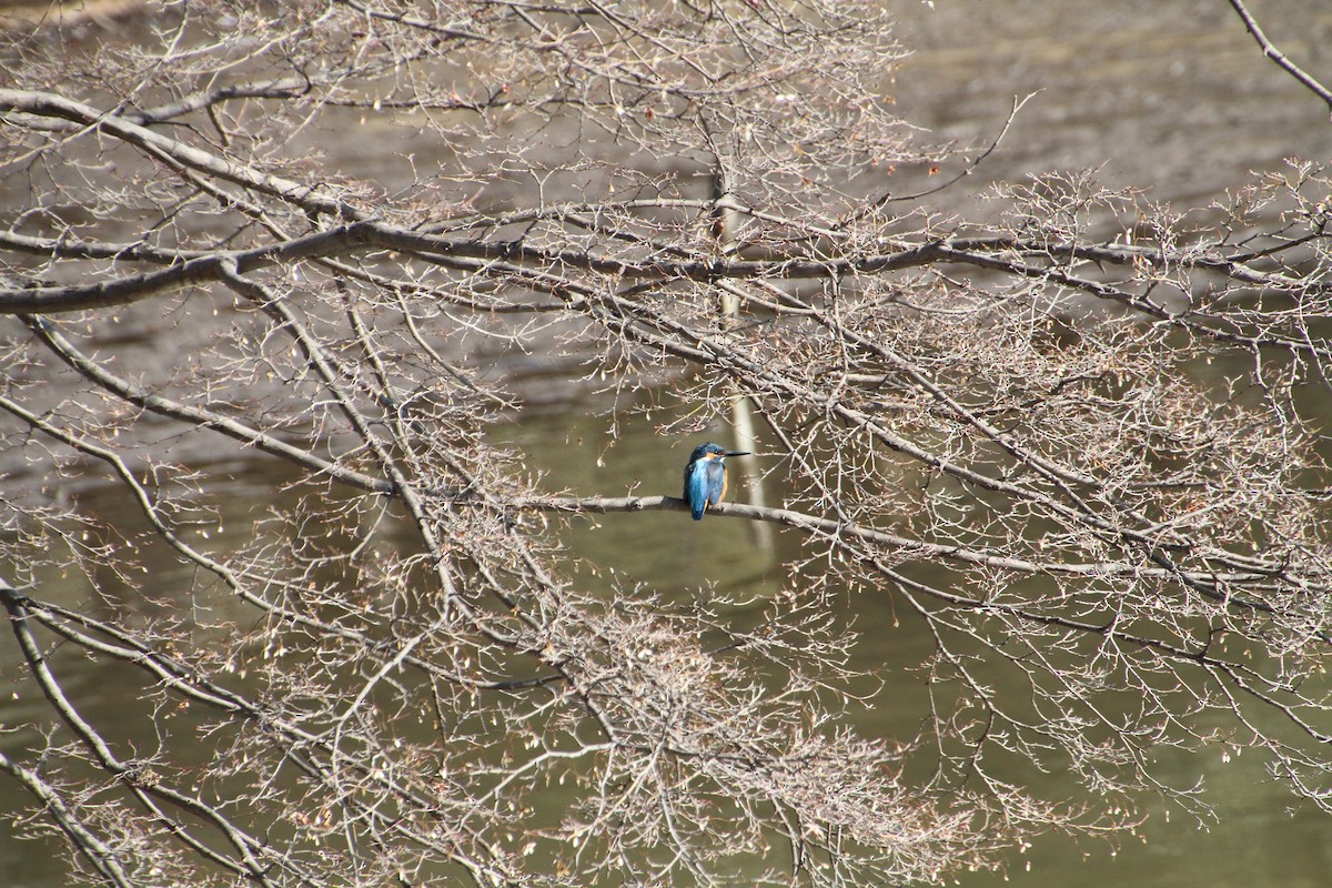 Common Kingfisher - ML82693461