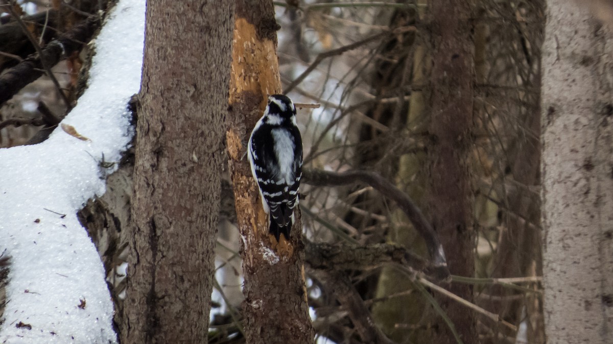 Downy Woodpecker - Ron A. Fernández