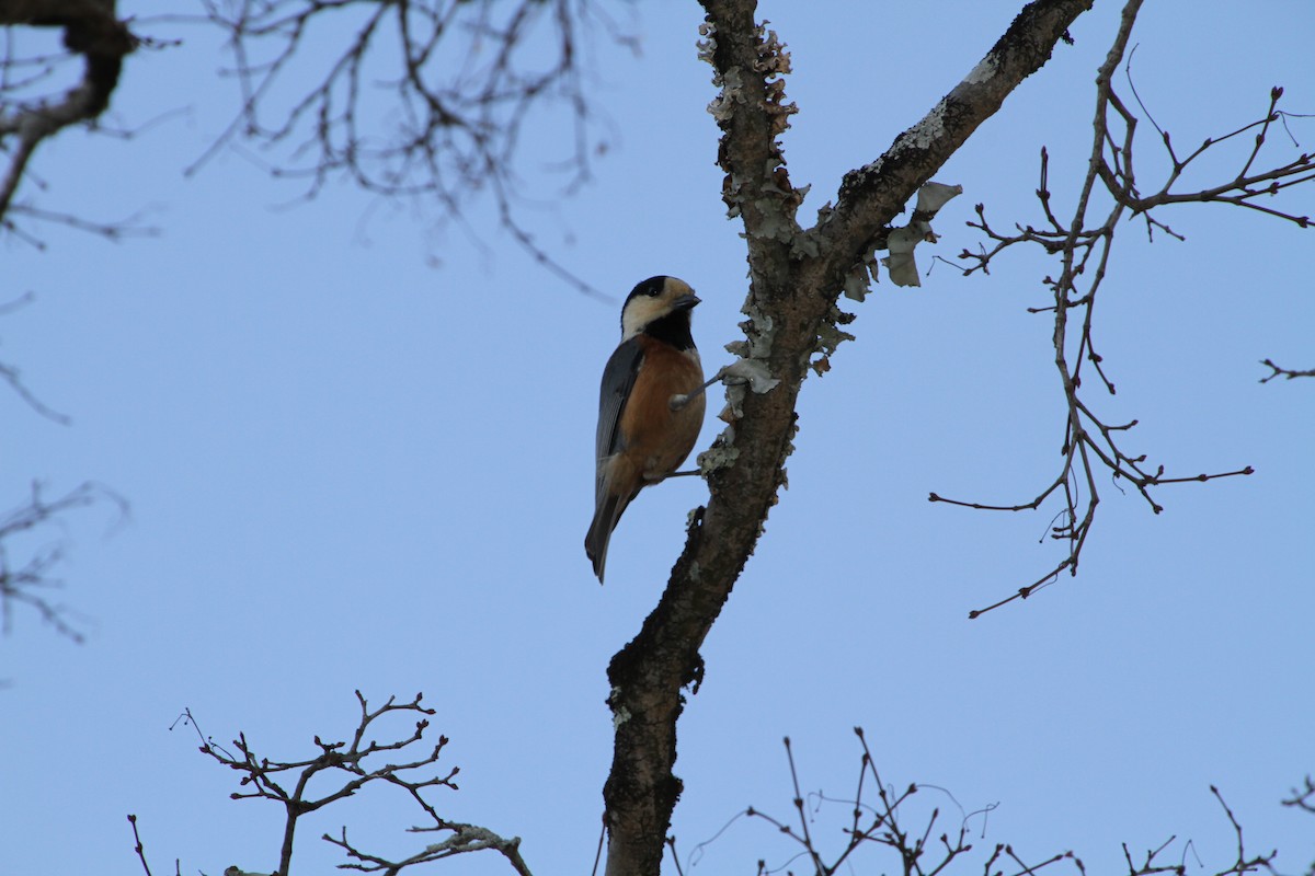 Varied Tit - ML82694531