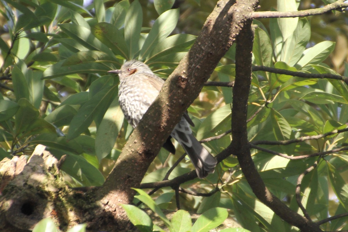 Brown-eared Bulbul - ML82694751