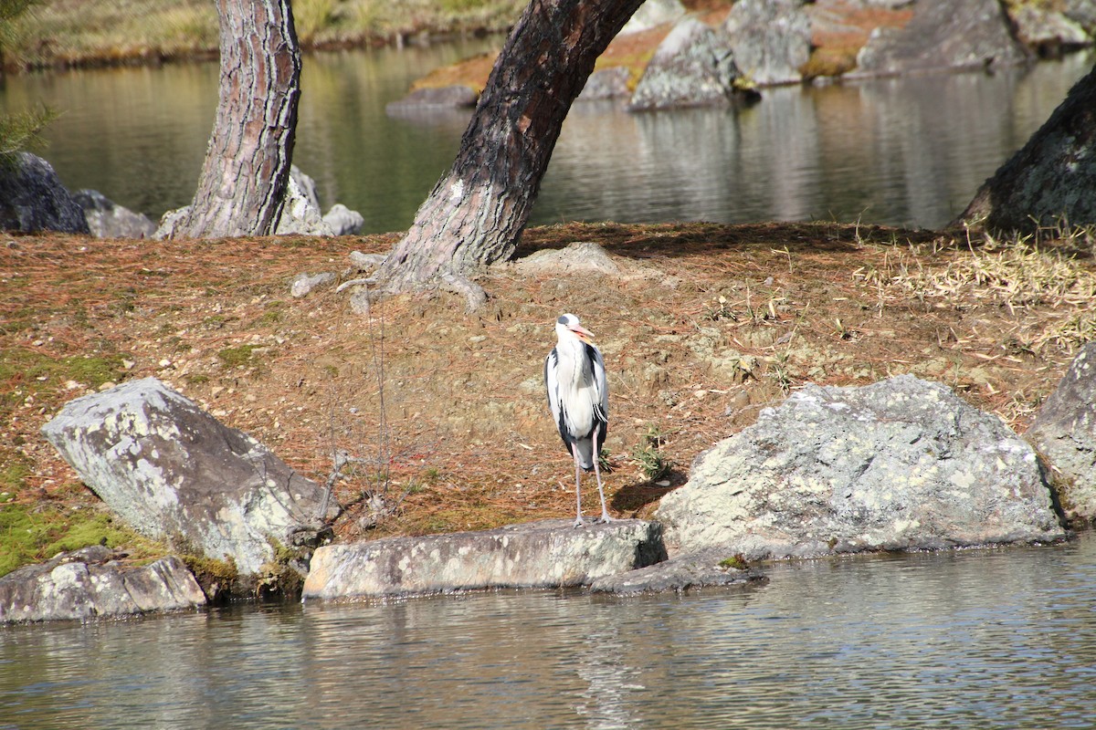 Gray Heron - ML82695101