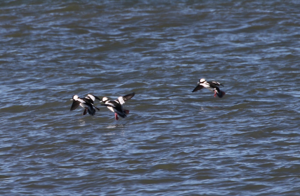 Bufflehead - Karen & Tom Beatty