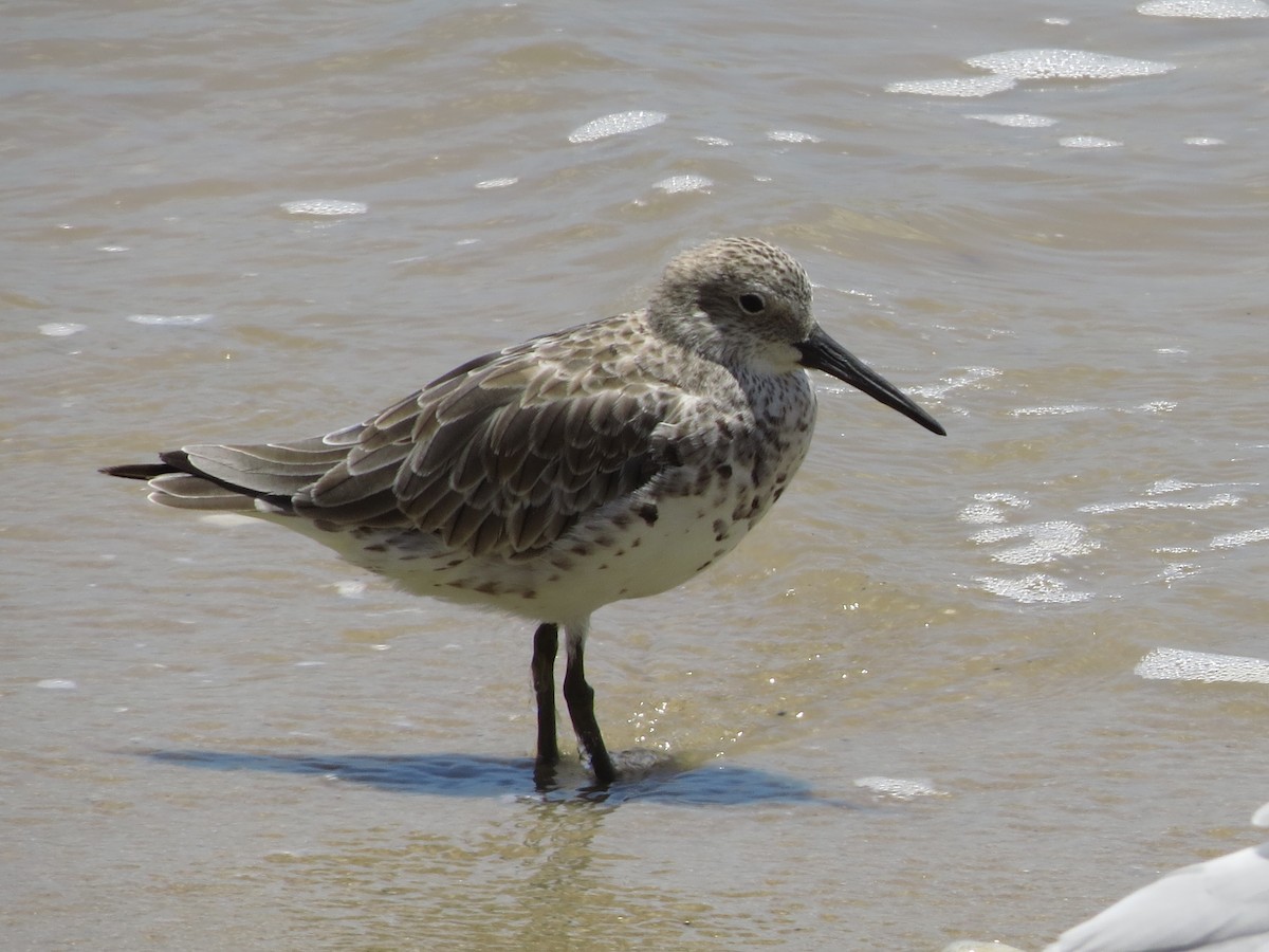 Great Knot - ML82695391