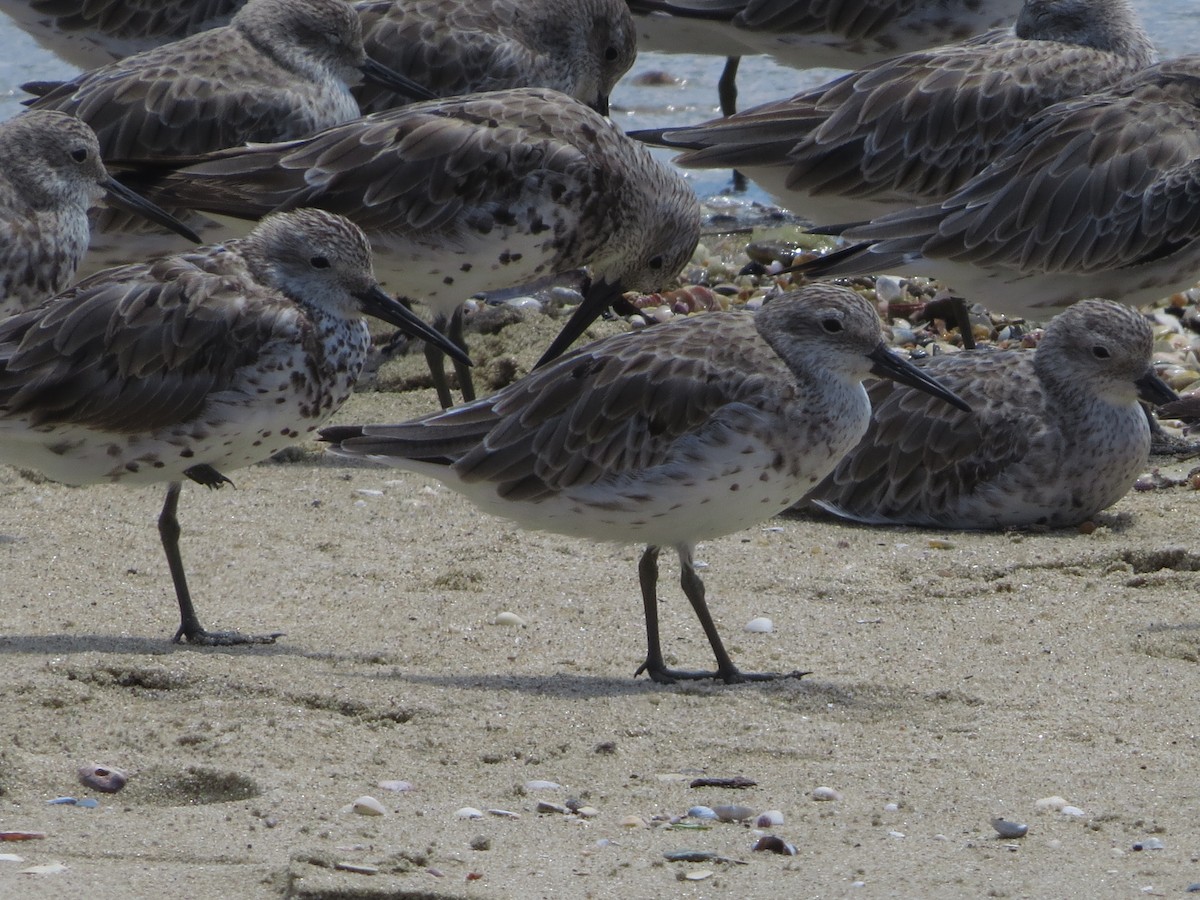 Great Knot - ML82695411