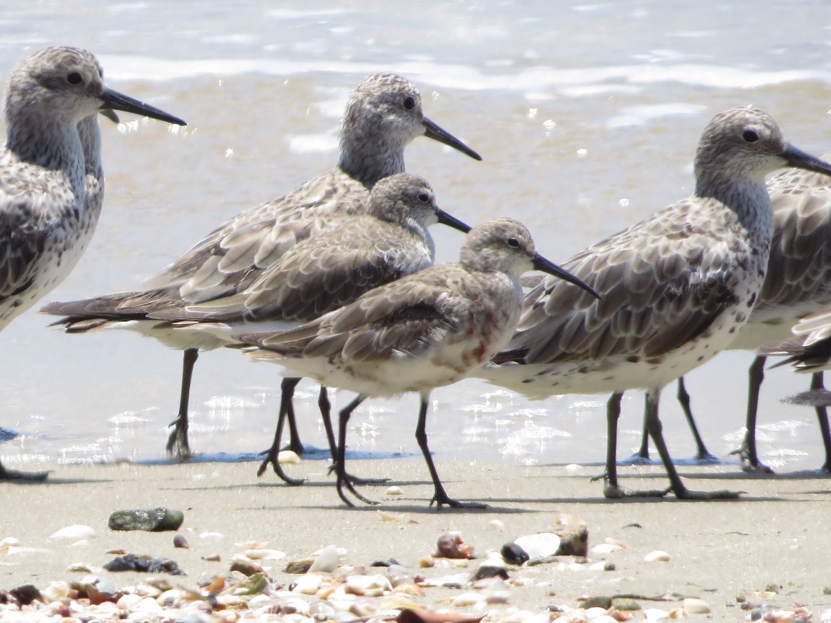 Curlew Sandpiper - ML82695731