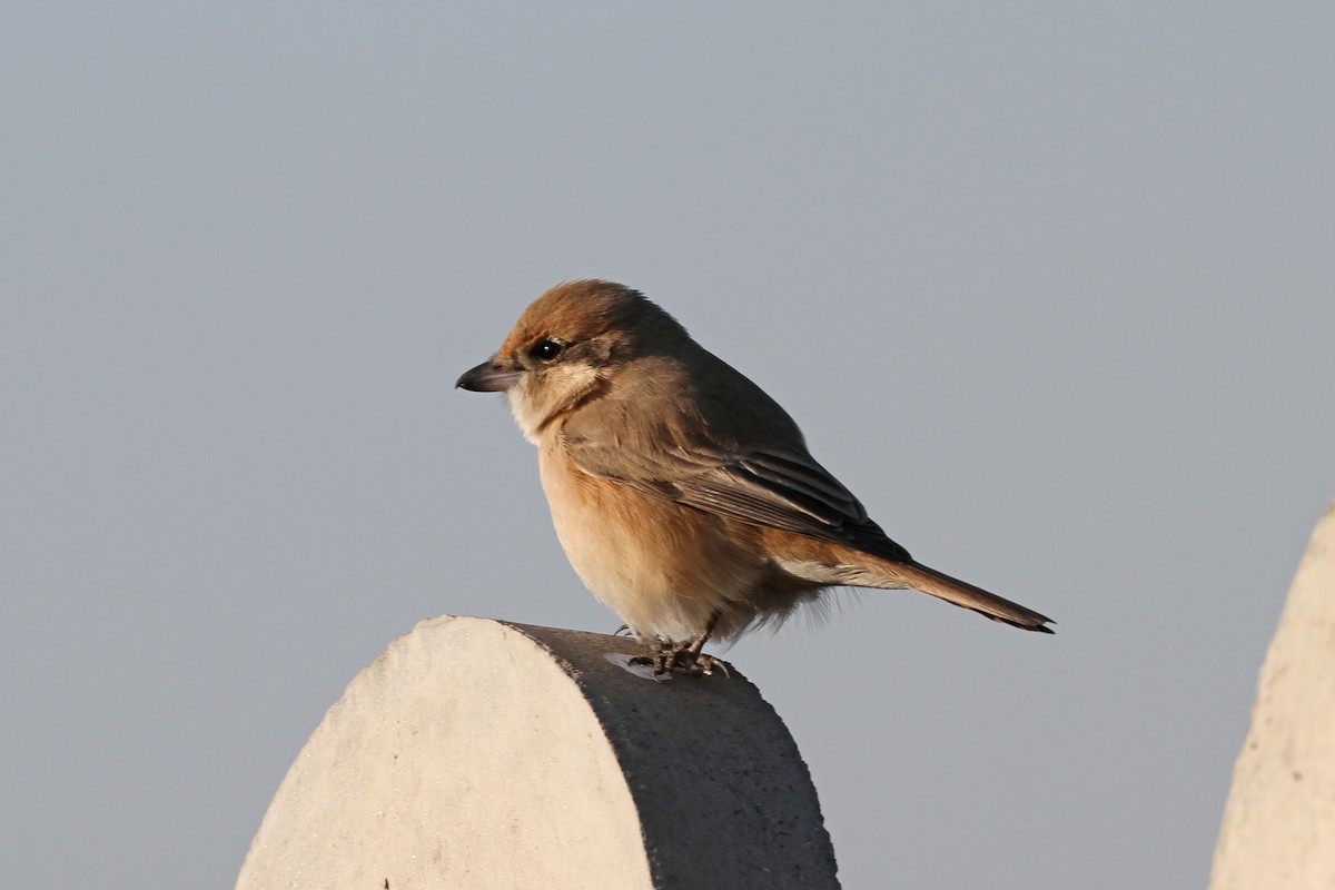 Isabelline Shrike - ML82695851