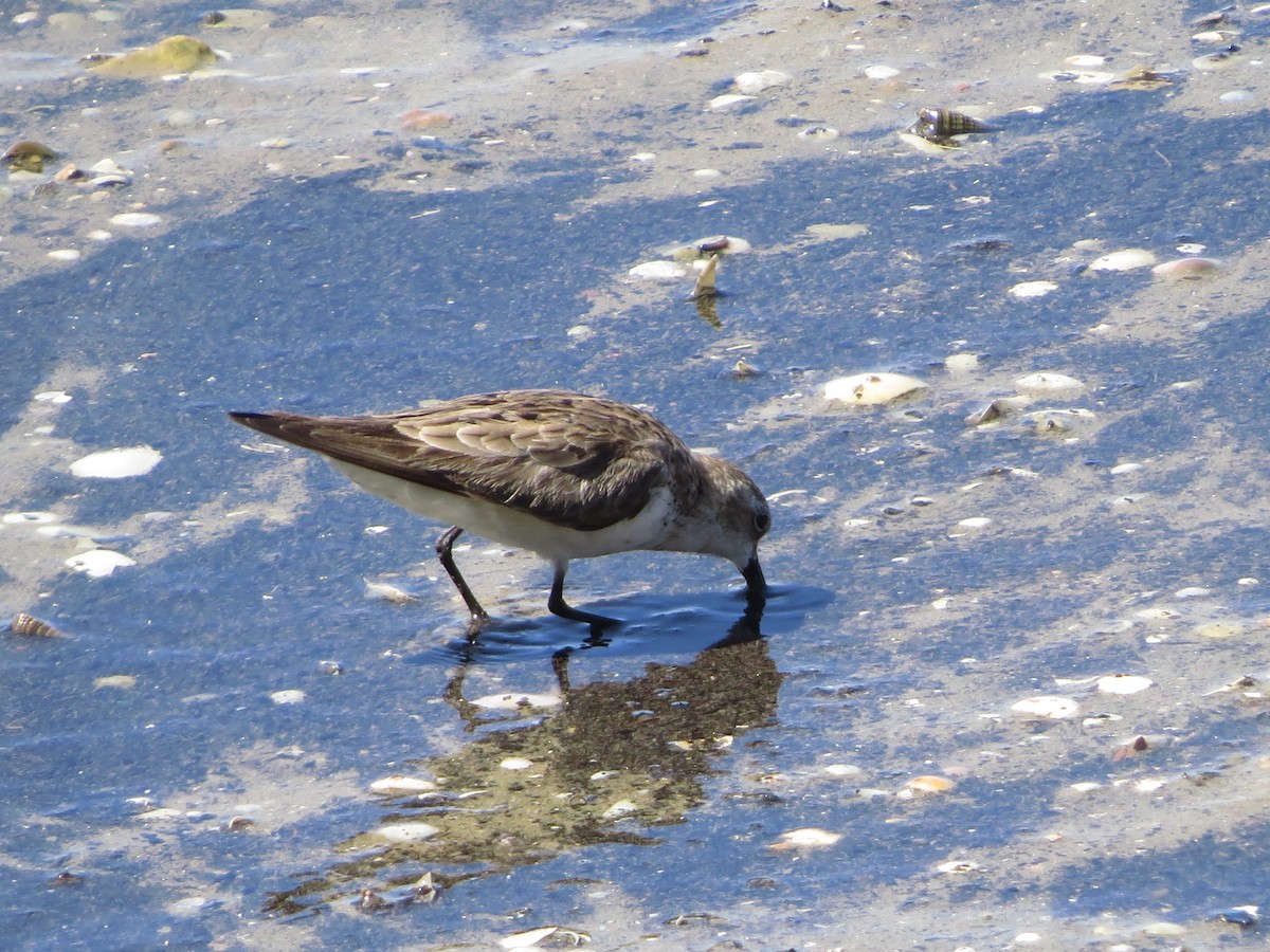 Red-necked Stint - ML82695861