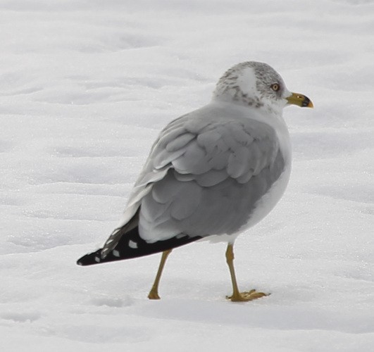 Ring-billed Gull - ML82696351