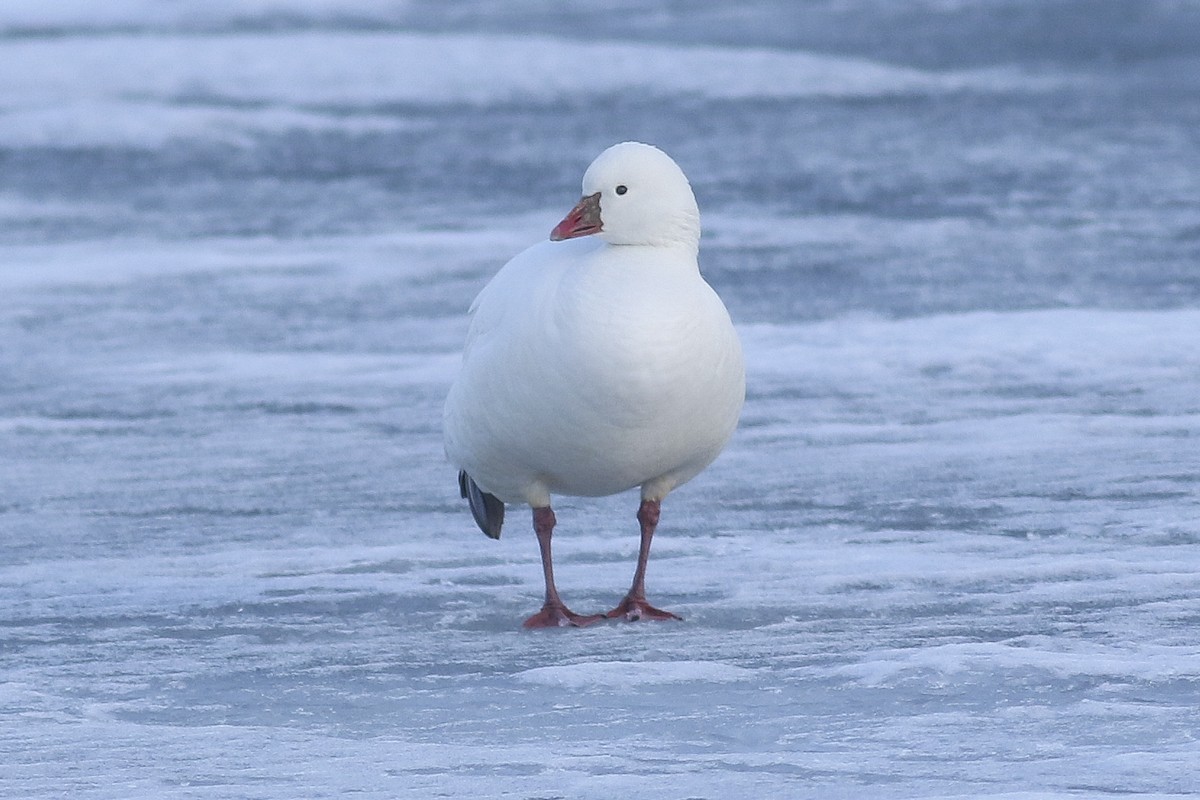 Ross's Goose - ML82696581