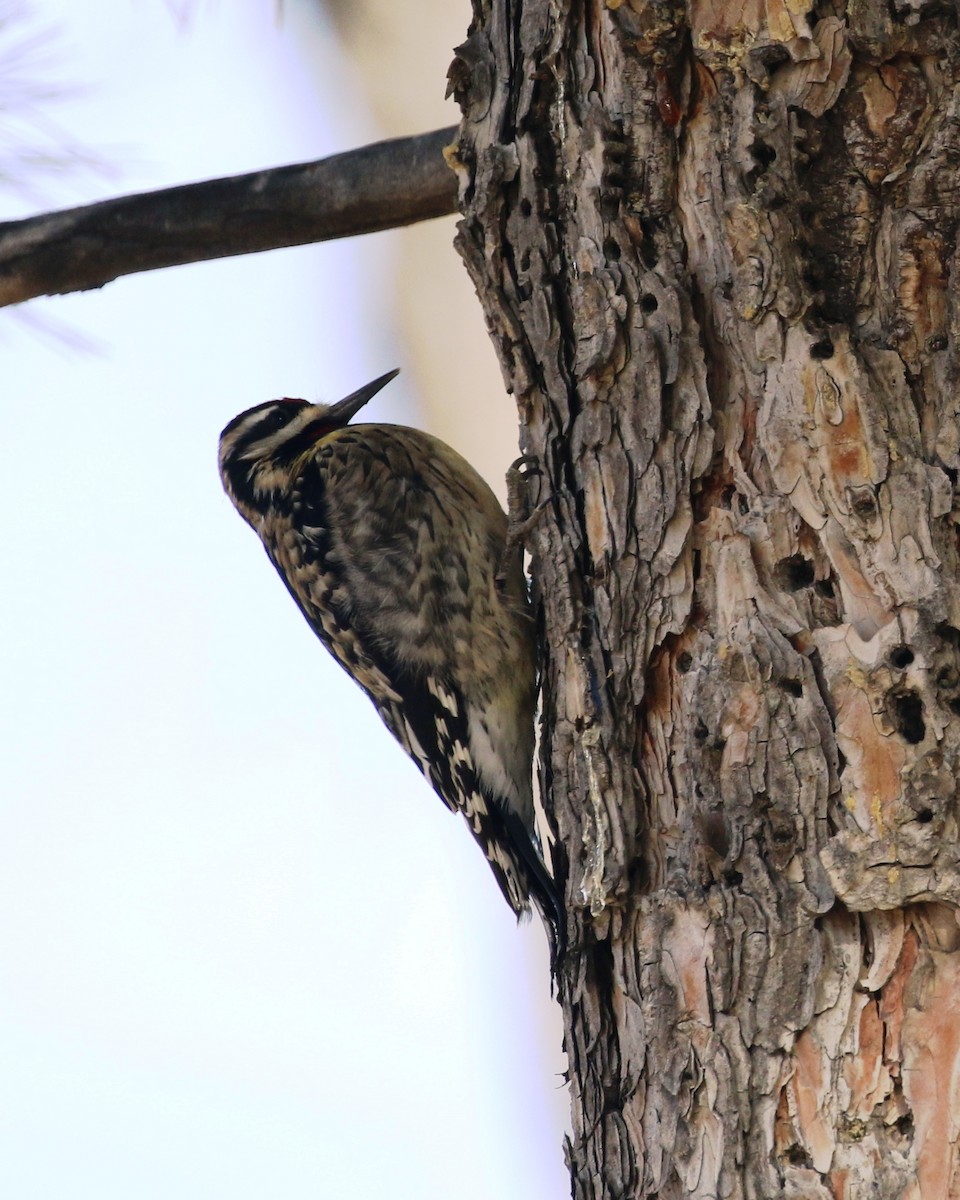 Yellow-bellied Sapsucker - ML82696941