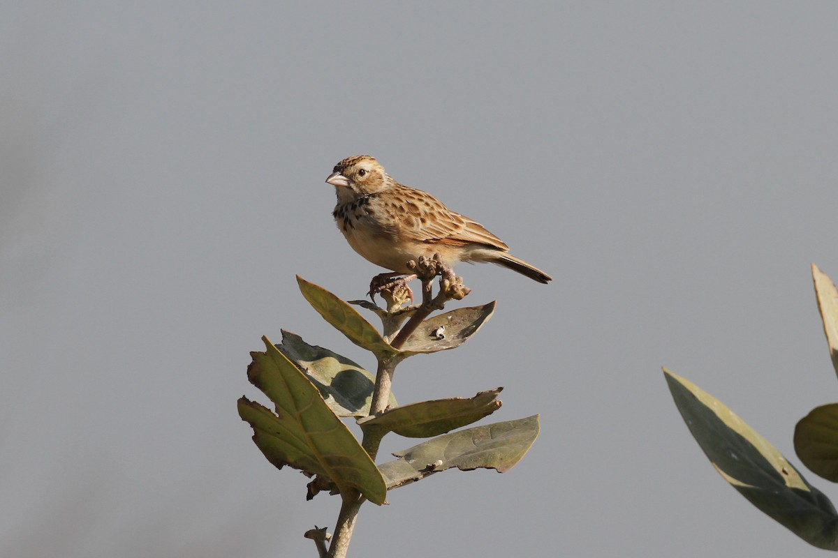 Indian Bushlark - ML82697381