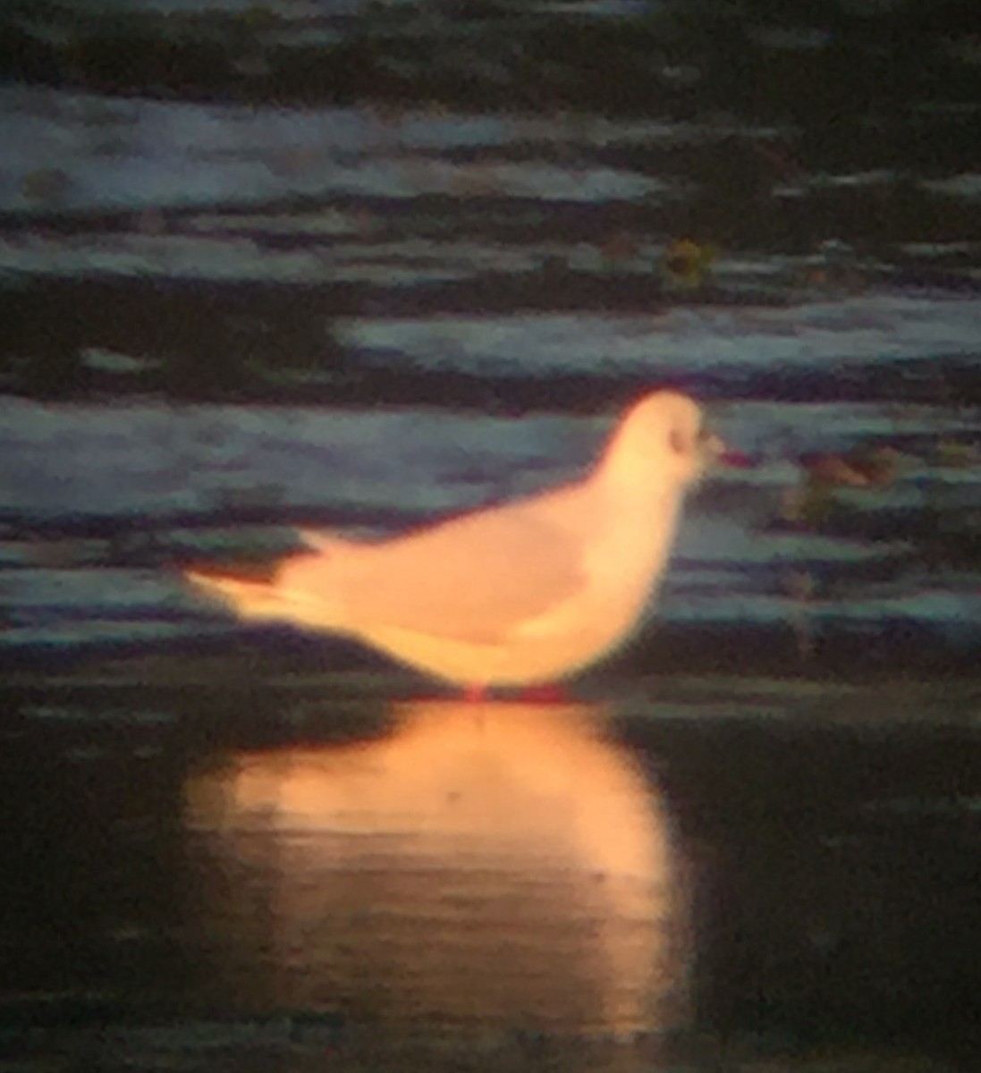 Хүрэн толгойт цахлай - ML82699261