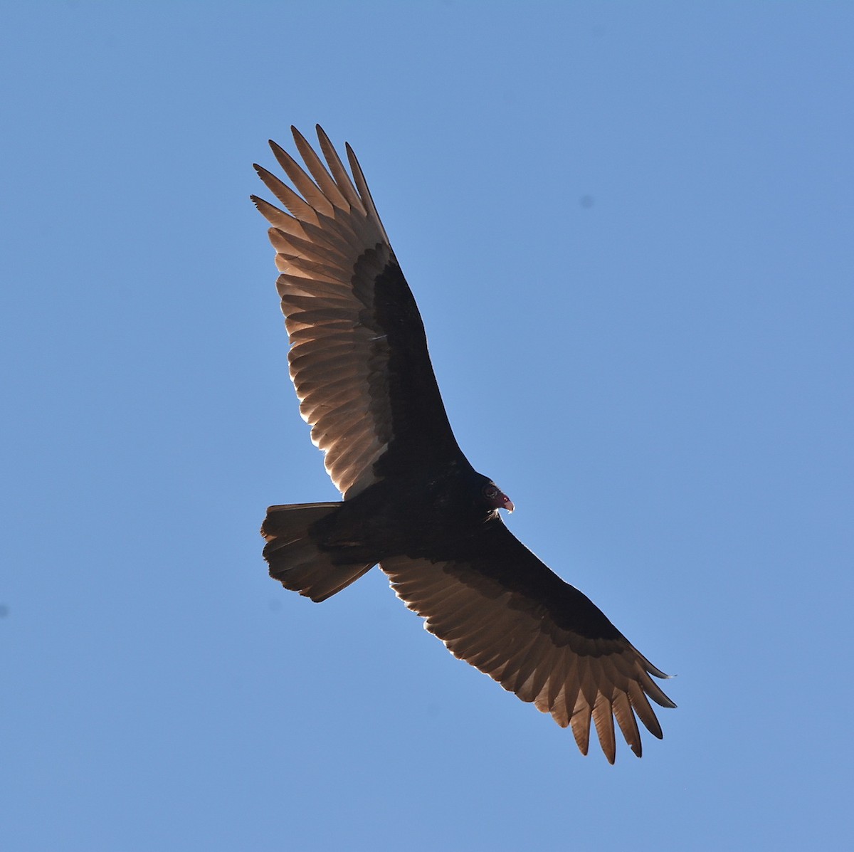 Turkey Vulture - ML82700491