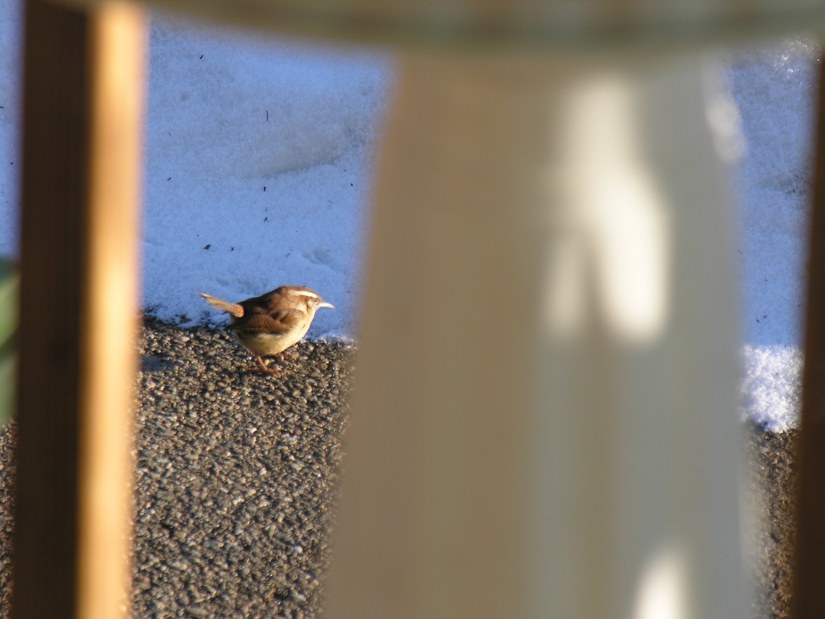 Carolina Wren - ML82702131