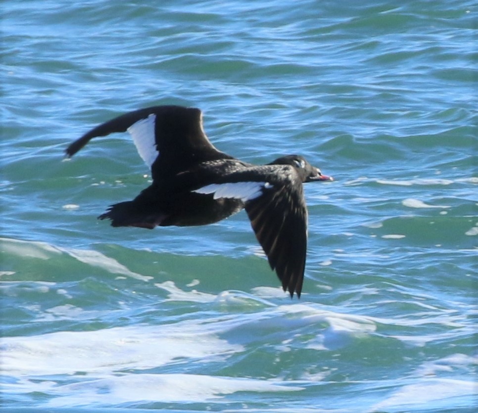 White-winged Scoter - Ann Vaughan