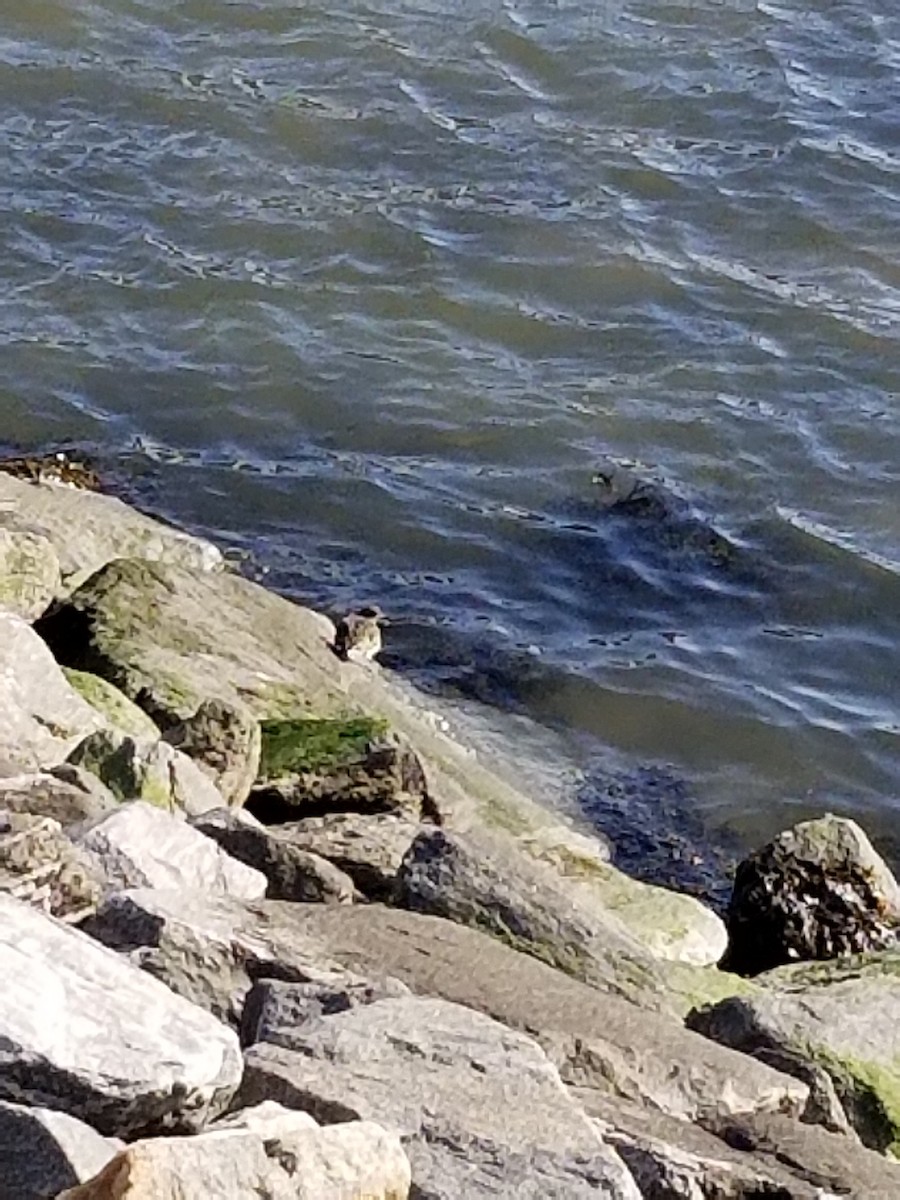 Purple Sandpiper - ML82703521